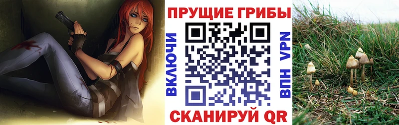 Галлюциногенные грибы Psilocybine cubensis  купить наркотики сайты  Новосиль 